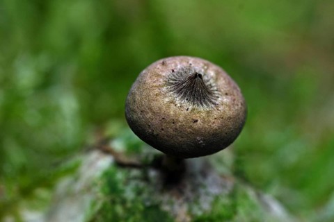 Comb earth star