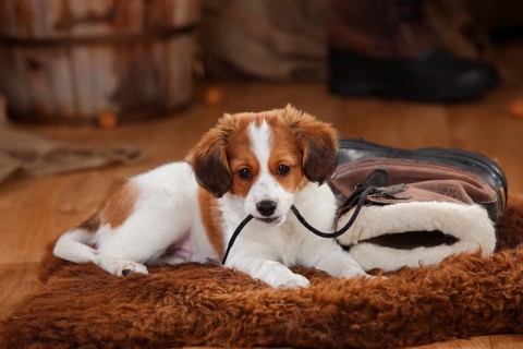 Kooikerhondje