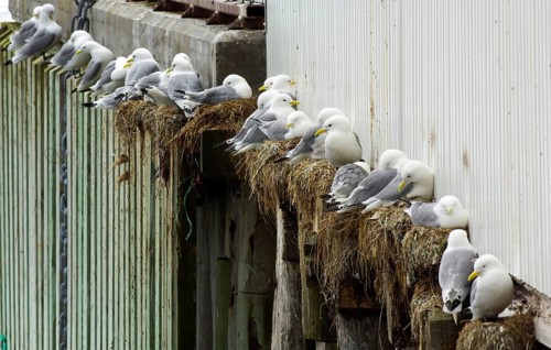 Larus tridactylus