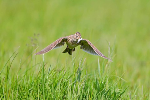 Skylark