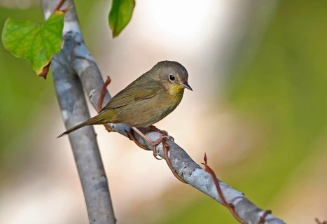Yellow-headed warbler