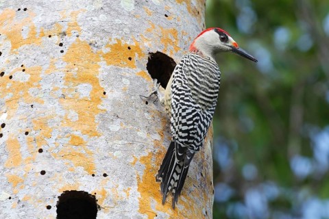 West Indian Woodpecker