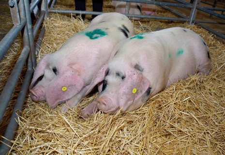 Domestic Pig