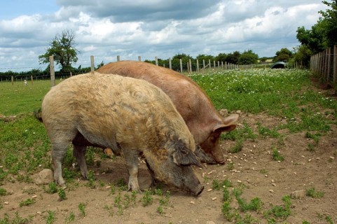Domestic pig