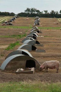Free-range pigs Sows with piglets and bows