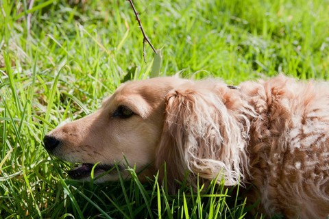 Domestic dog