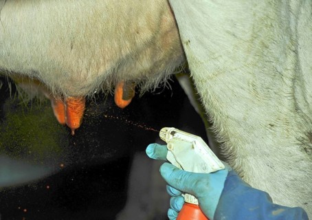 Domestic cattle
