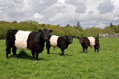 Domestic cattle