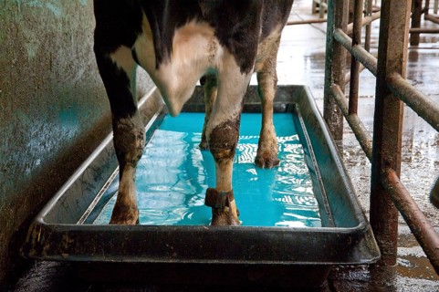 Dairy farming