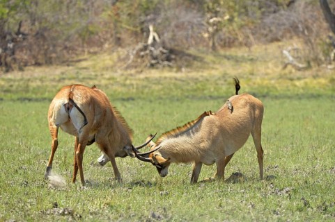 Roan Antelope