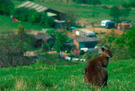 Red-necked Wallaby