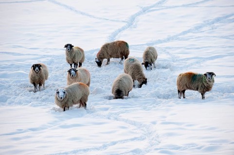 Domestic sheep