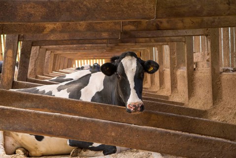 Dairy farming