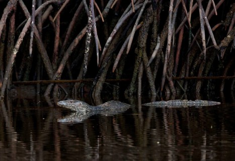 Southeast Asian water monitor