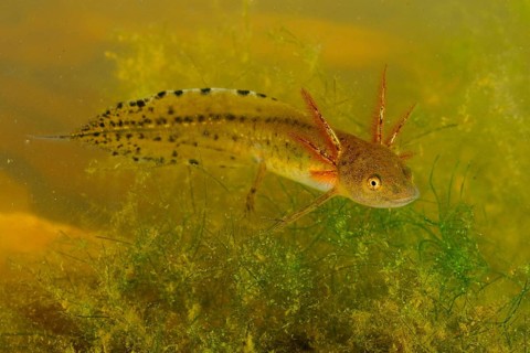 Italian Crested Newt