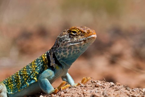 Golden headed collared iguana