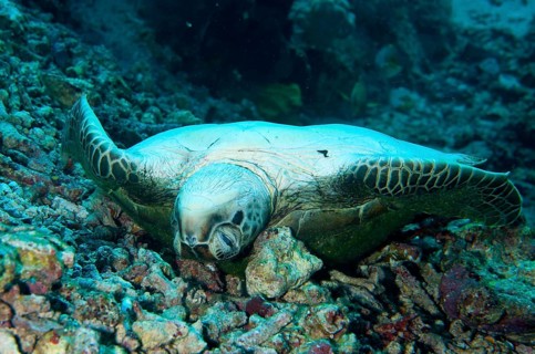 Green Turtle