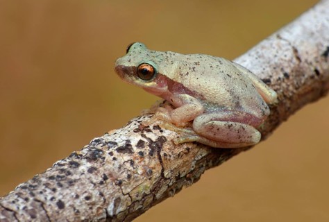 Treefrog