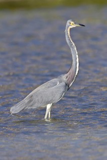 Tricolored heron