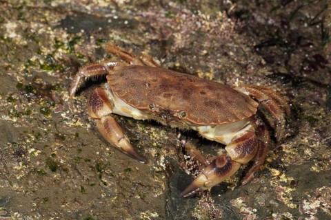 Edible crab