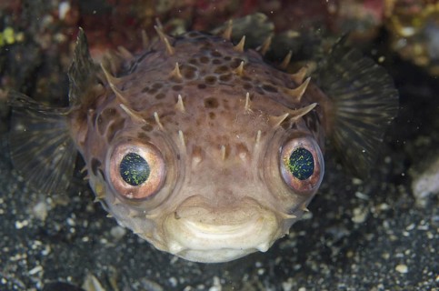 Orbicular Burrfish