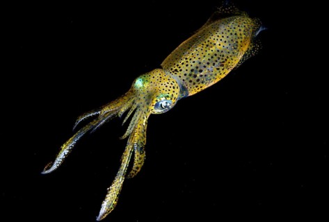 Bigfin reef squid