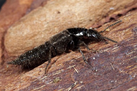 Rove Beetle