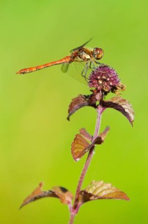 Common common darter
