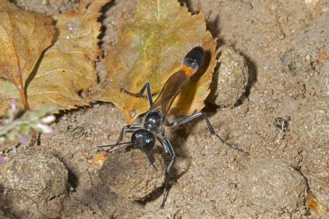 Common Sand Wasp