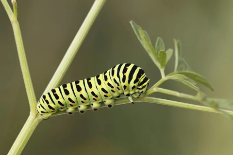 Swallowtail