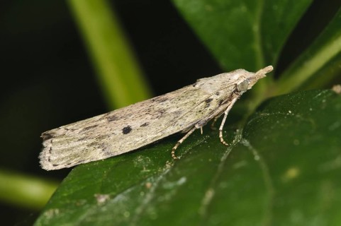 Bee Moth