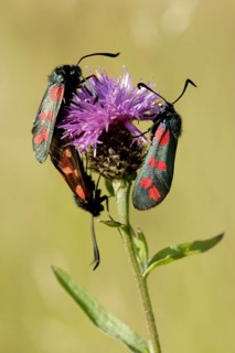 Six-spotted Burnet