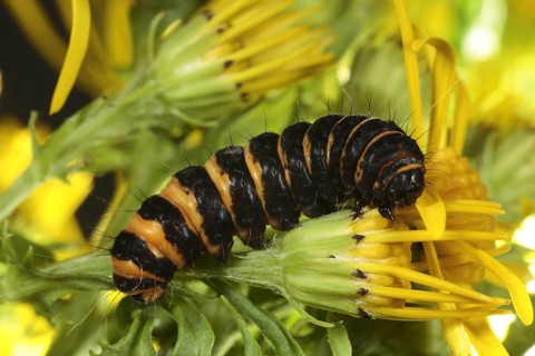 Cinnabar moth