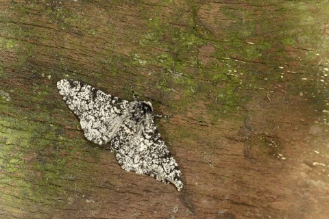Peppered Moth