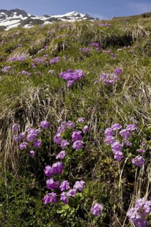 Birdseye Primrose
