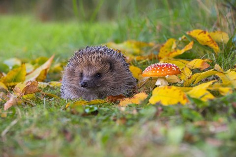 Adult European european hedgehog