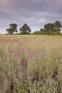 Common Foxglove