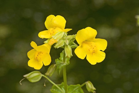 Spotted jelly flower