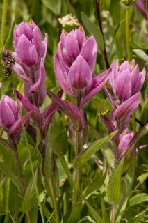 Pink paintbrush