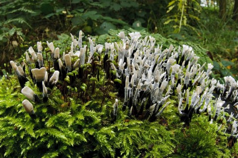 Fruiting body of the candlestick fungus