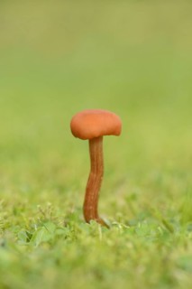 Scarlet Waxcap