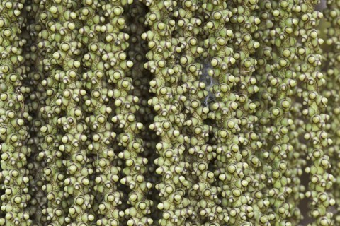 Fishtail Palm