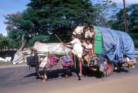 Children going to school in a bullock cart at Coimbatore