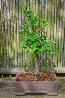 Gingko