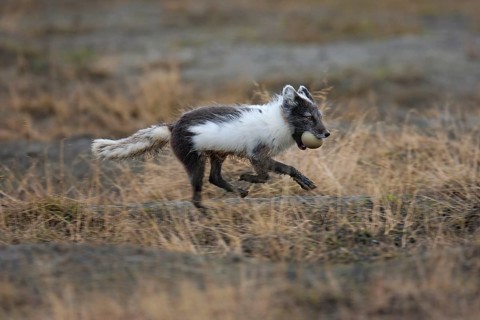 Arctic fox