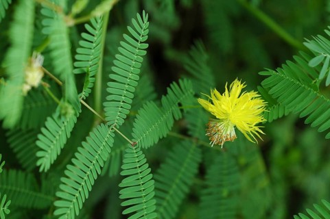 Sensitive plant