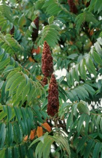 Staghorn sumac
