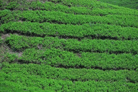 Tea Plantation