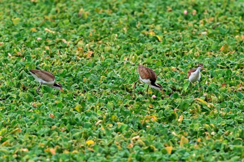 Wattled jacana