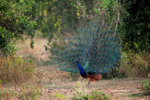Indian peafowl